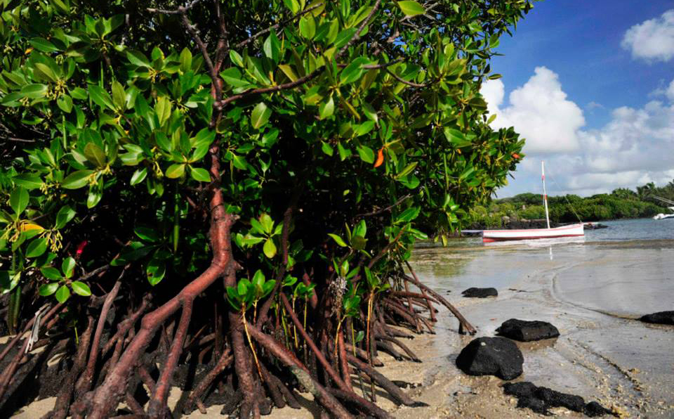 La Fondation TUI Care lance des projets pionniers de restauration des mangroves à l'île Maurice